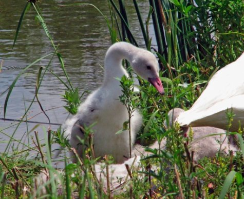 Baby Swan photo by Dave Hogg.